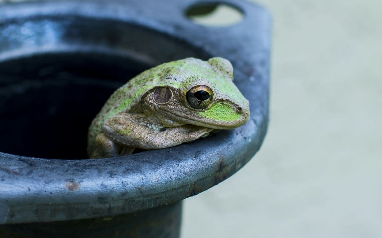 boiling-frog
